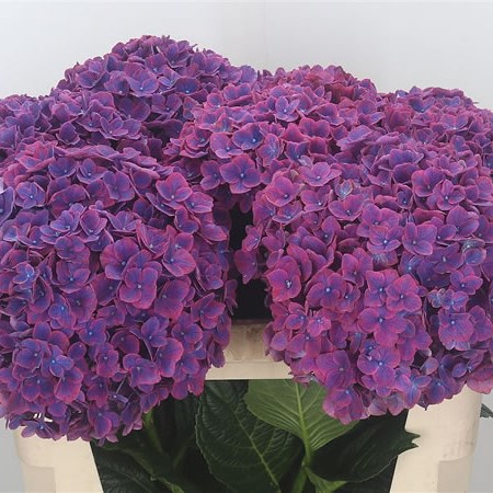 Hydrangea Amber