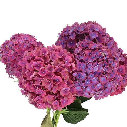 Hydrangea Amber