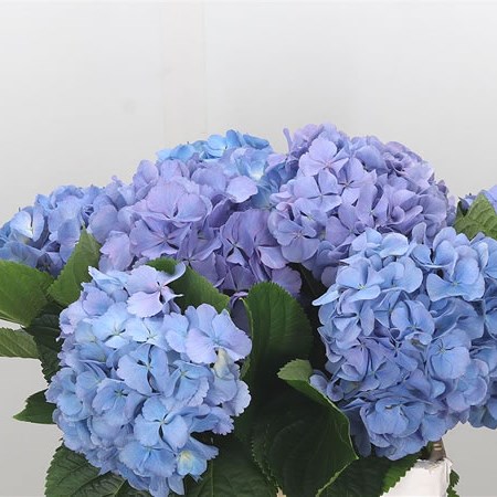 Hydrangea America