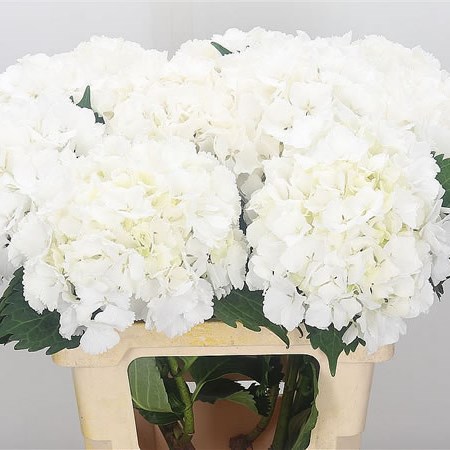 Hydrangea Anouk