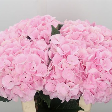 Hydrangea Aphrodite