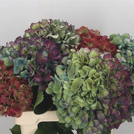 Hydrangea Autumn