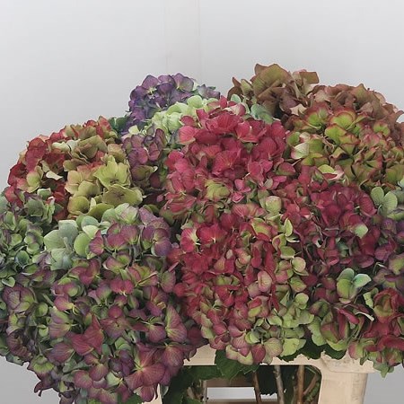 Hydrangea Autumn Classic Spray