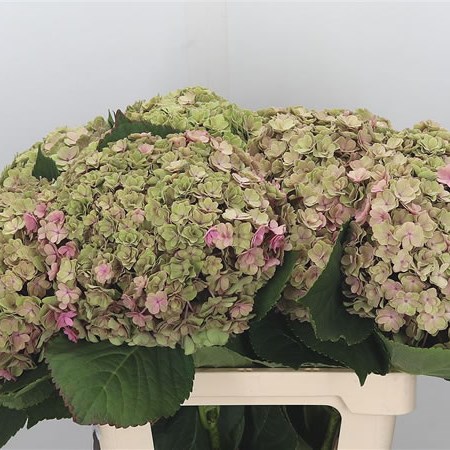 Hydrangea Beau Luxor Classic