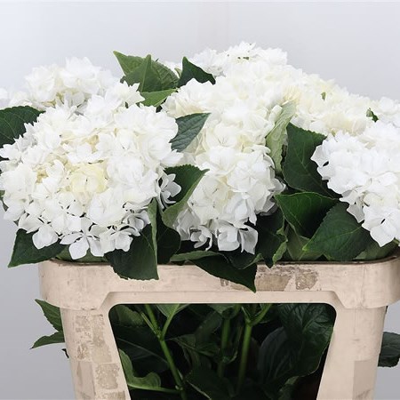 Hydrangea Beautensia Coco