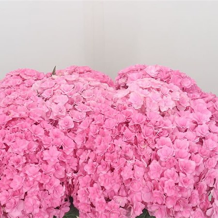 Hydrangea Beautensia Luxor Pink