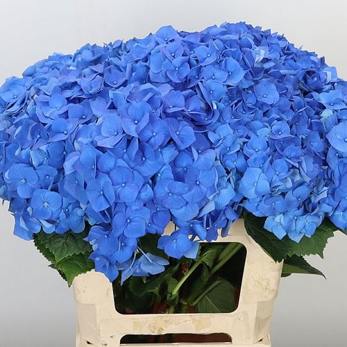 Hydrangea Wholesale Flowers UK Wedding Flowers Triangle Nursery
