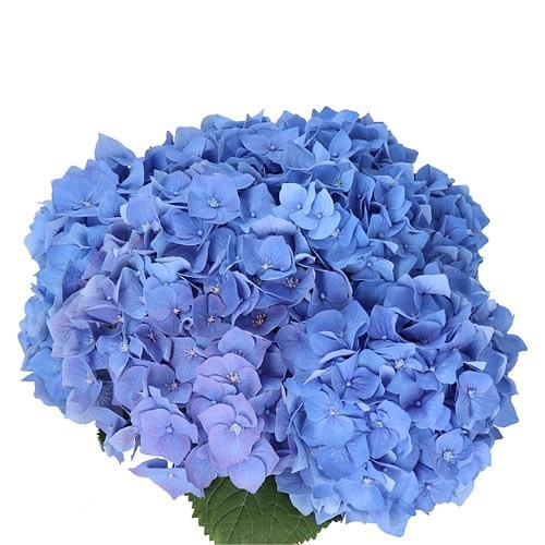 Hydrangea Bela Blue