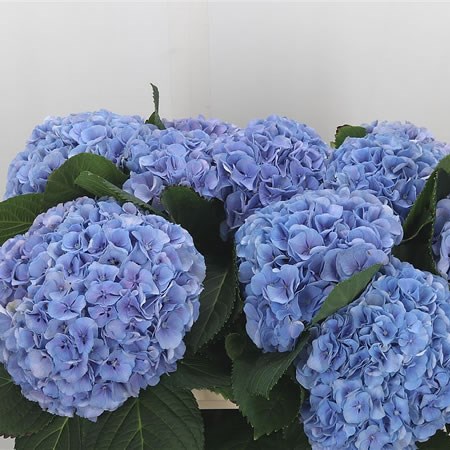Hydrangea Blink Blue