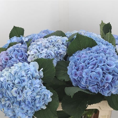 Hydrangea Blink Blue