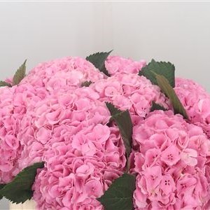 Hydrangea Blink Pink (Extra)