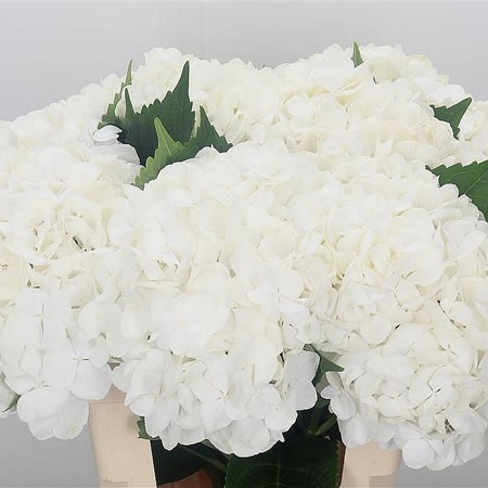 Hydrangea Blizzard