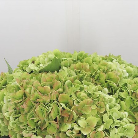 Hydrangea Blizzard Classic