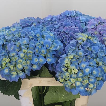 Hydrangea Bodensee Blue