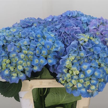 Hydrangea Bodensee Blue