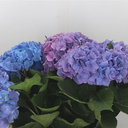 Hydrangea Bodensee Blue/Purple
