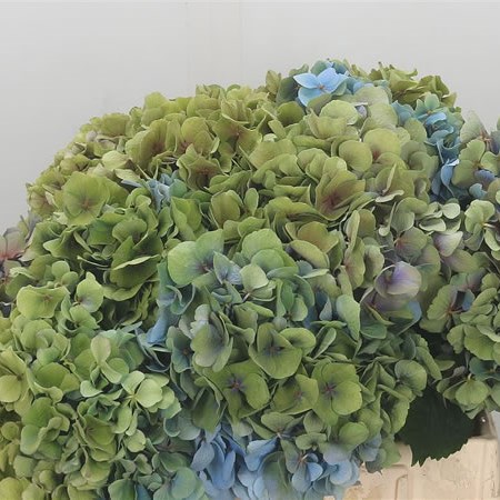 Hydrangea Bodensee Classic