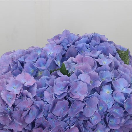 Hydrangea Bodensee Lilac