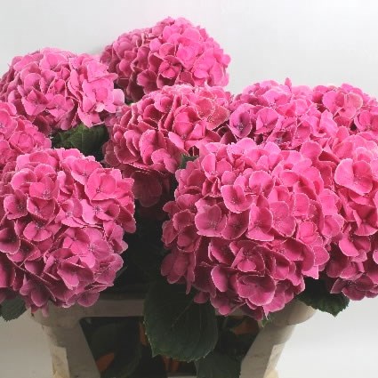 Hydrangea Candy Edge