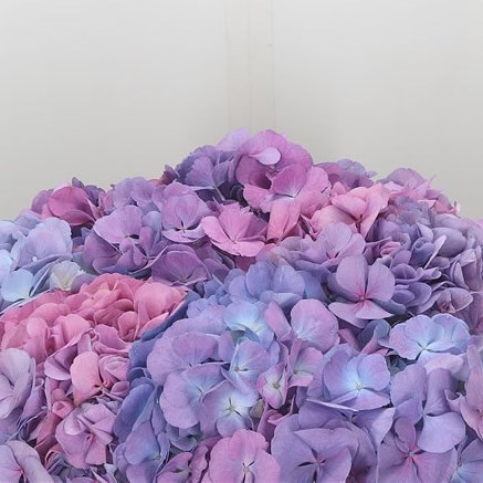 Hydrangea Candy Floss Blue/Pink