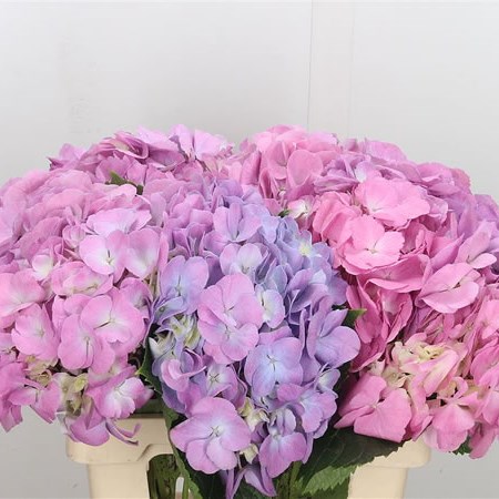 Hydrangea Candy Floss Lilac