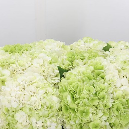 Hydrangea Cannonball Classic