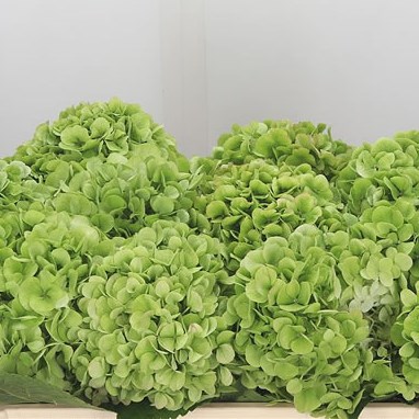 Hydrangea Cannonball Classic Green