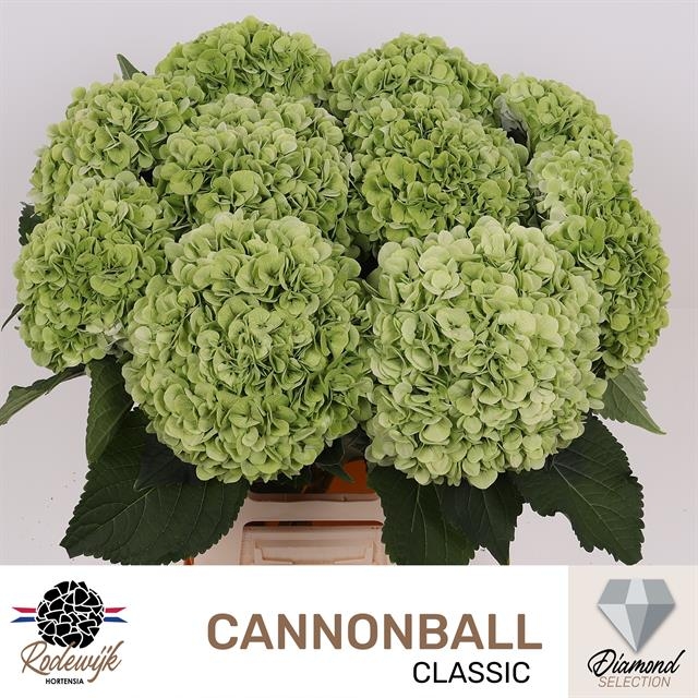 Hydrangea Cannonball Classic Green