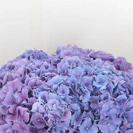 Hydrangea Cassanova