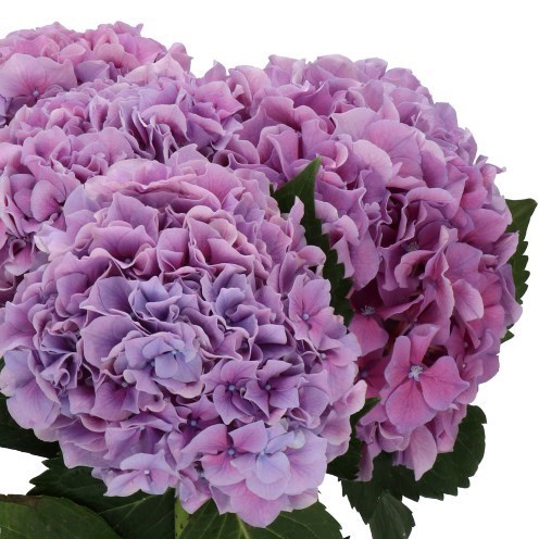 Hydrangea Cassanova