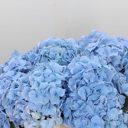 Hydrangea Challenge Blue