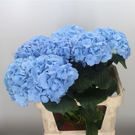 Hydrangea Challenge Blue
