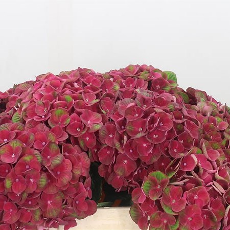 Hydrangea Charlotte