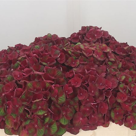Hydrangea Charlotte