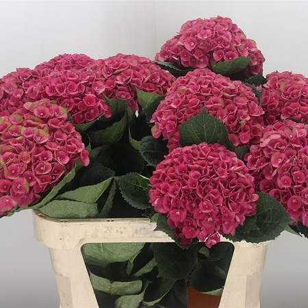 Hydrangea Charlotte