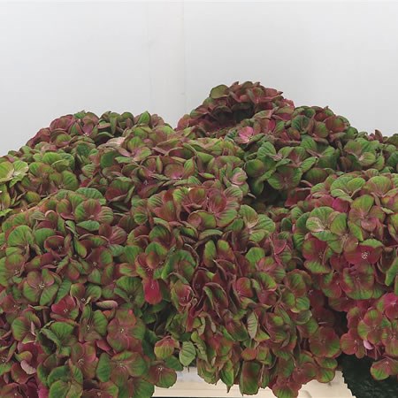 Hydrangea Charlotte Classic