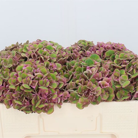 Hydrangea Charlotte Classic Green/Pink