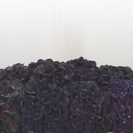 Hydrangea Charlotte Dark Purple