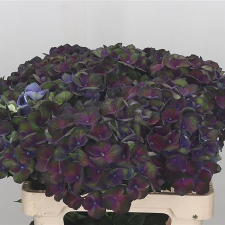 Hydrangea Charlotte Dark Purple
