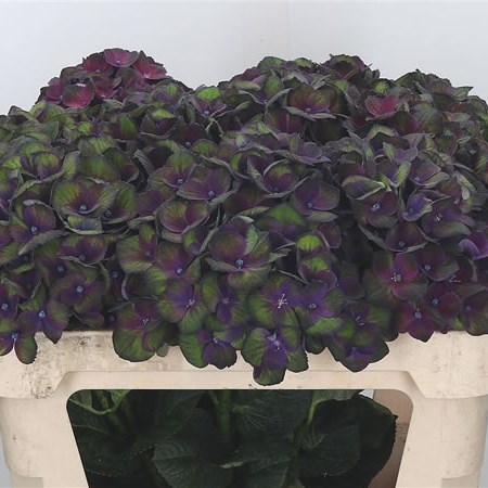 Hydrangea Charlotte Dark Purple