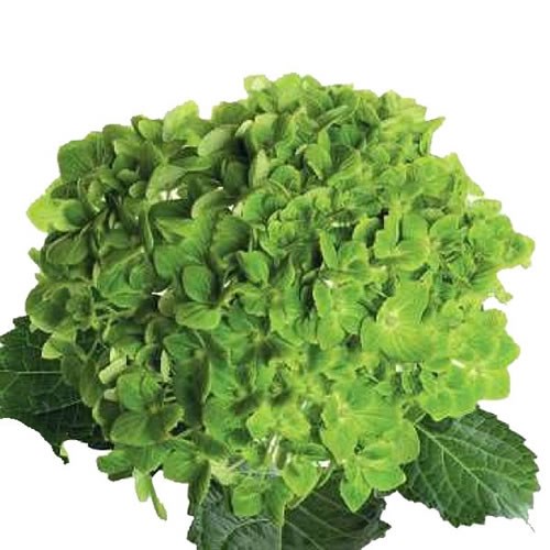 Hydrangea Colombian Green