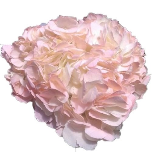 Hydrangea Colombian Tinted Pink