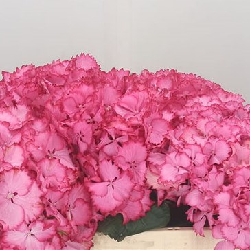 Hydrangea Colourdream