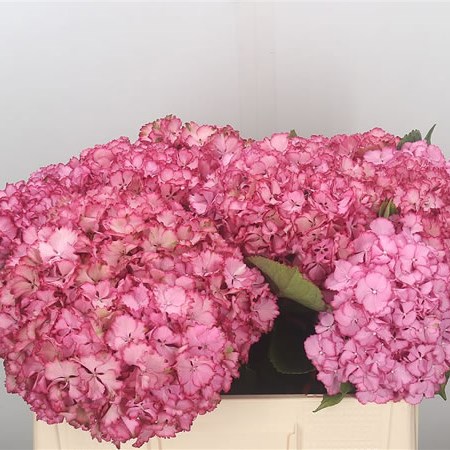 Hydrangea Colourdream