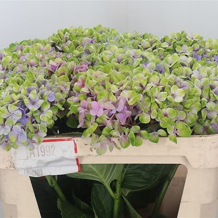 Hydrangea Coral Lavender