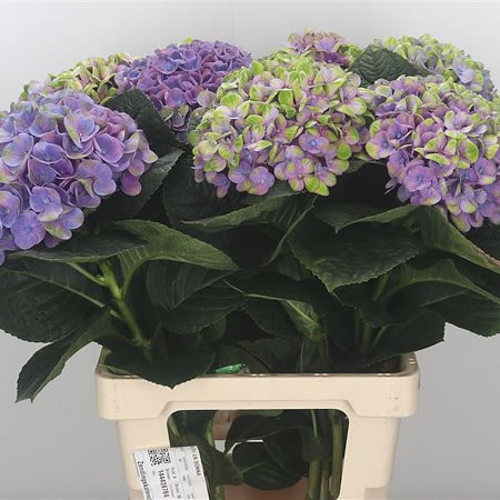 Hydrangea Coral Pastel (Extra)