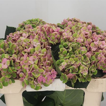 Hydrangea Coral Pink Green