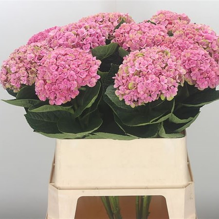 Hydrangea Coral Pink/Green