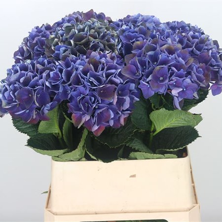 Hydrangea Crimson Aubergine Classic
