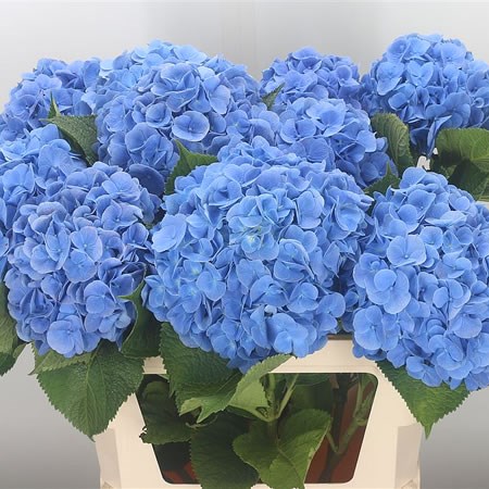 Hydrangea Diamond Blue